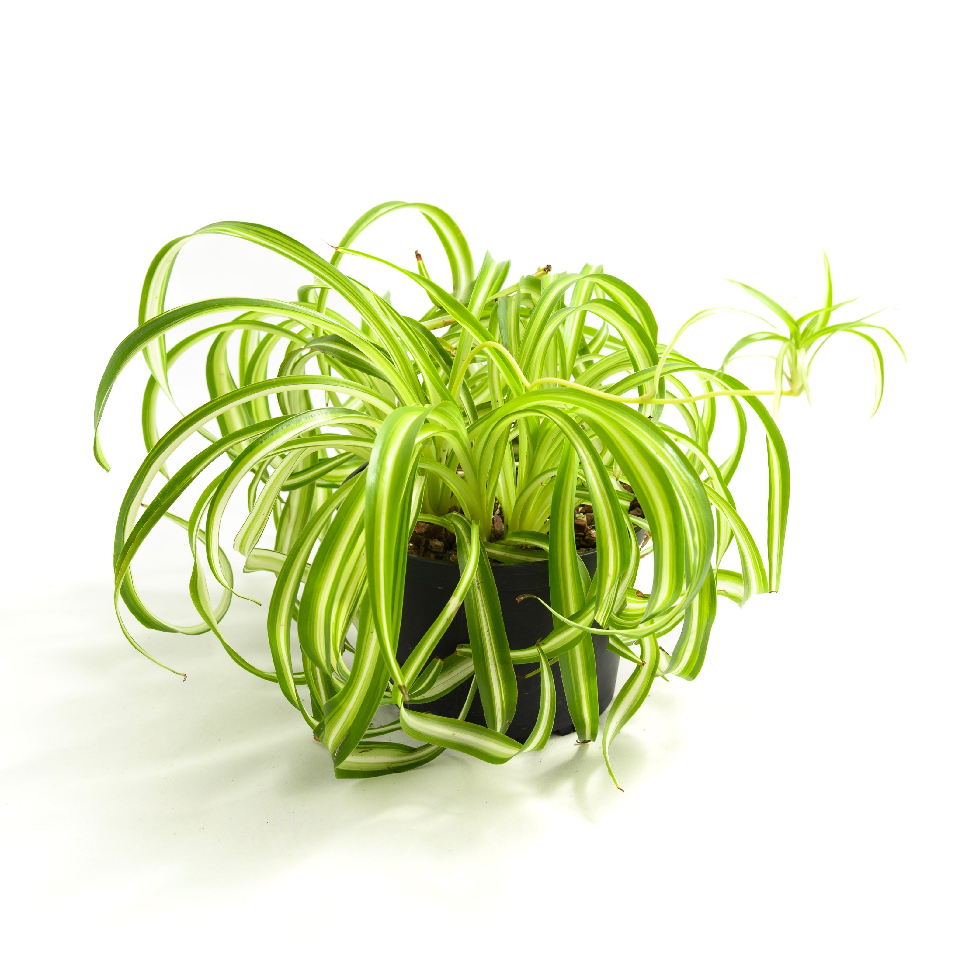 Chlorophytum comosum 'Bonnie'
