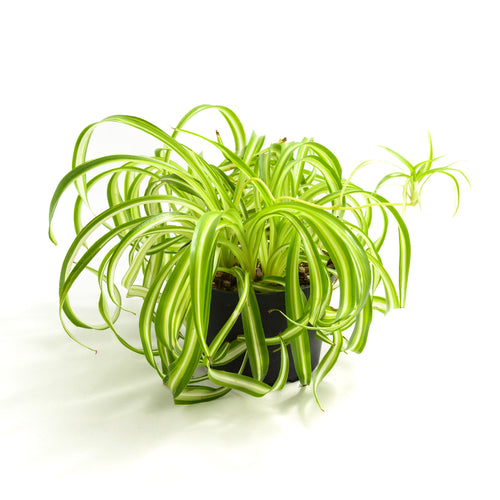 Chlorophytum comosum 'Bonnie'