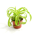 Chlorophytum comosum 'Bonnie'