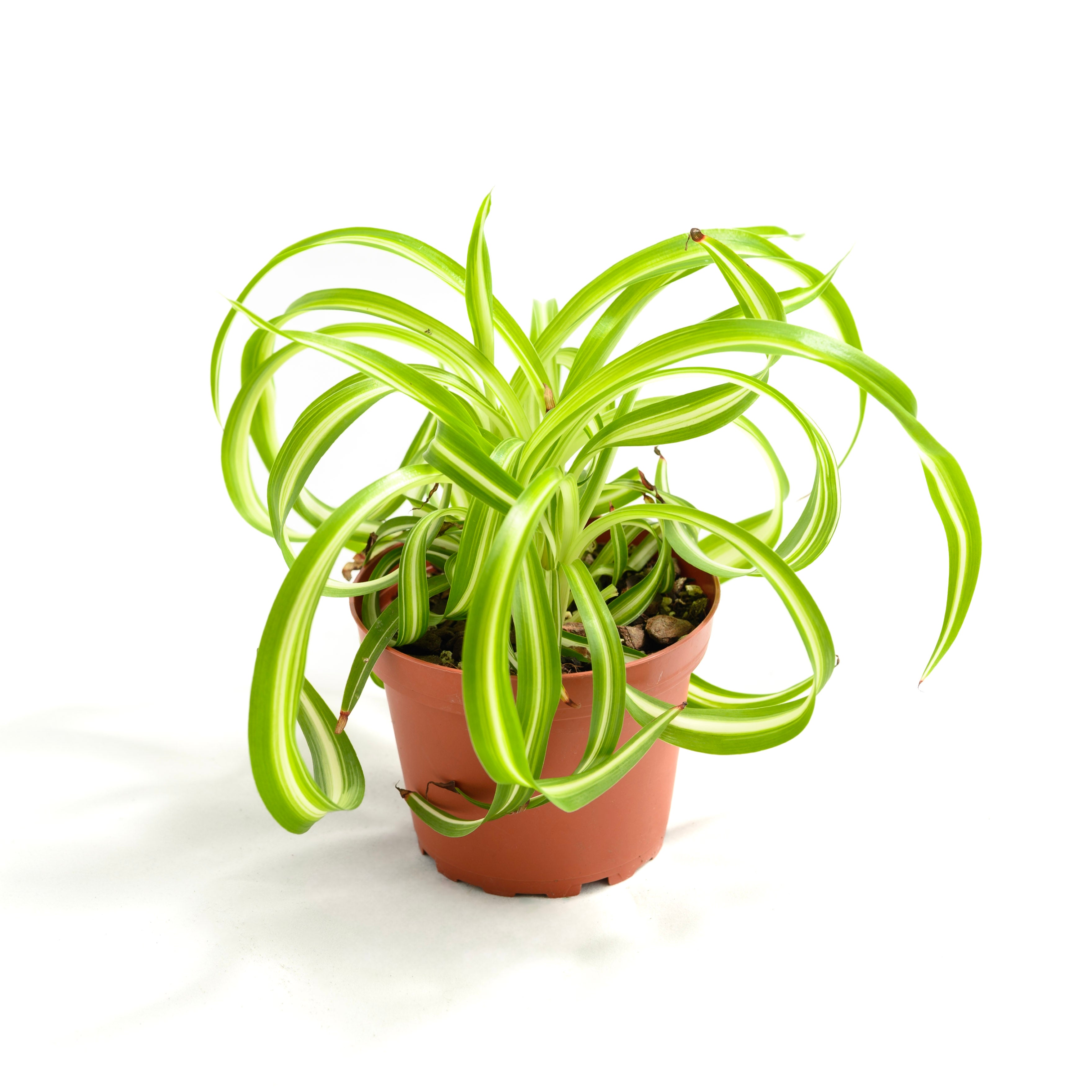 Chlorophytum comosum 'Bonnie'