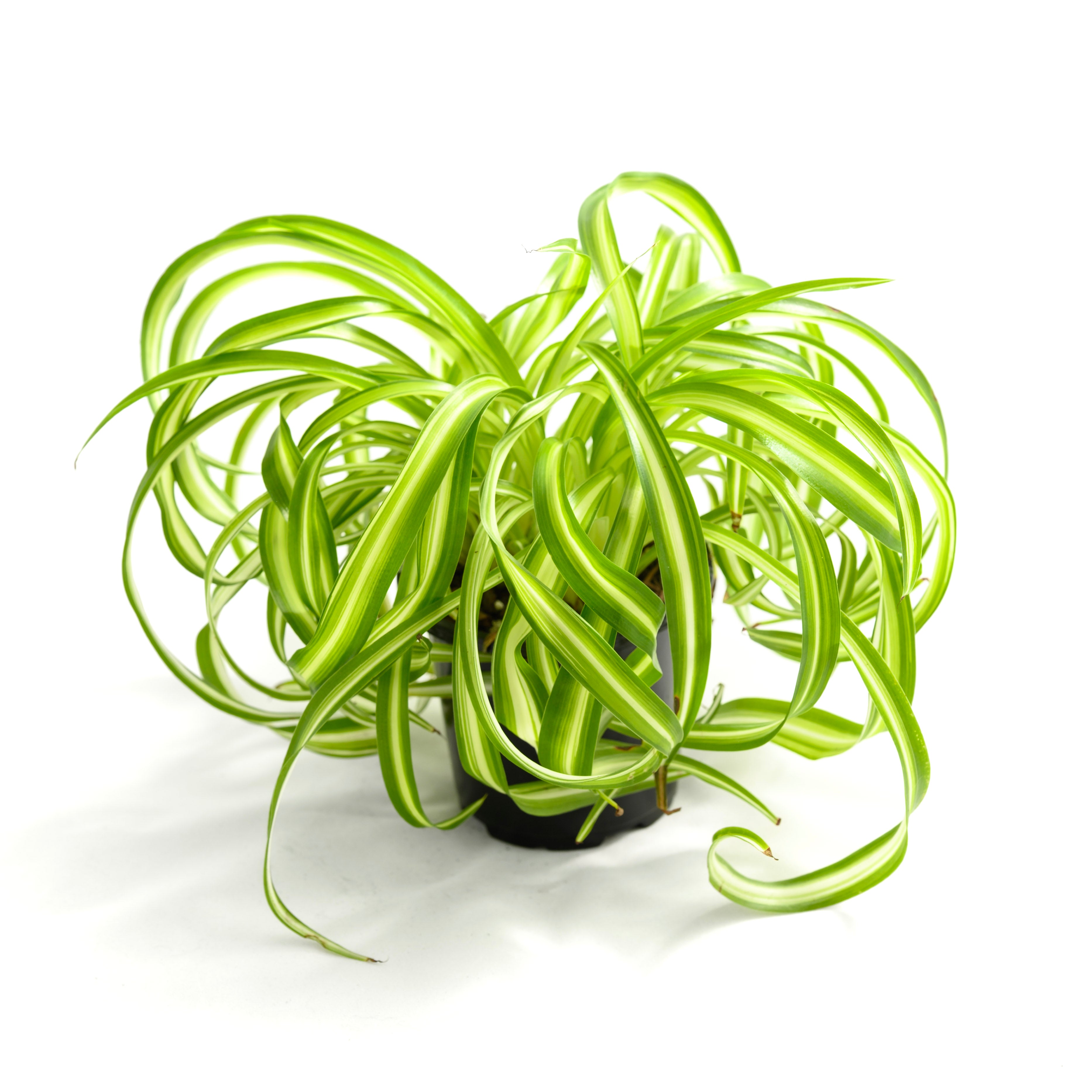 Chlorophytum comosum 'Bonnie'
