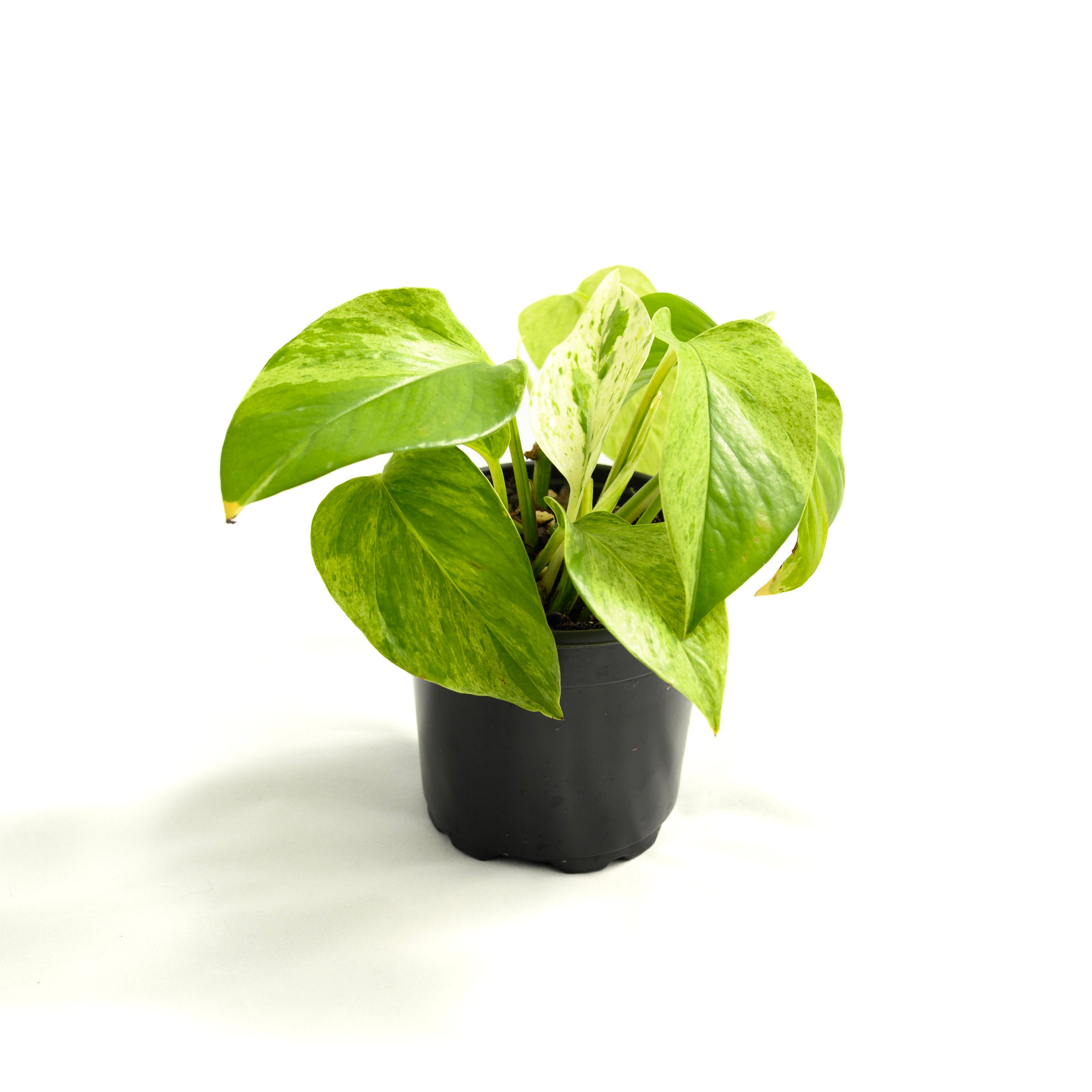 Epipremnum aureum 'Marble Queen'