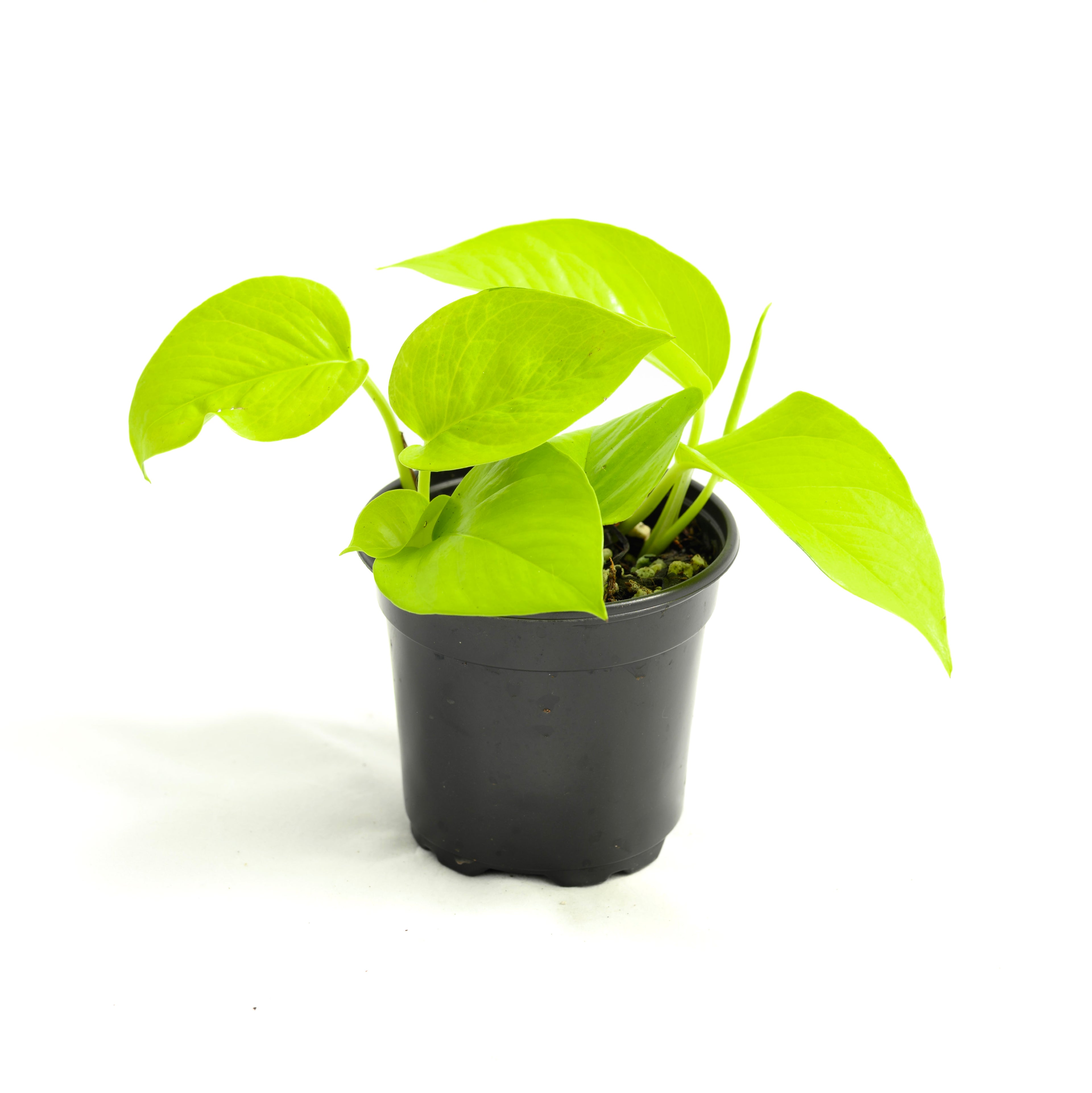 Epipremnum aureum 'Neon'
