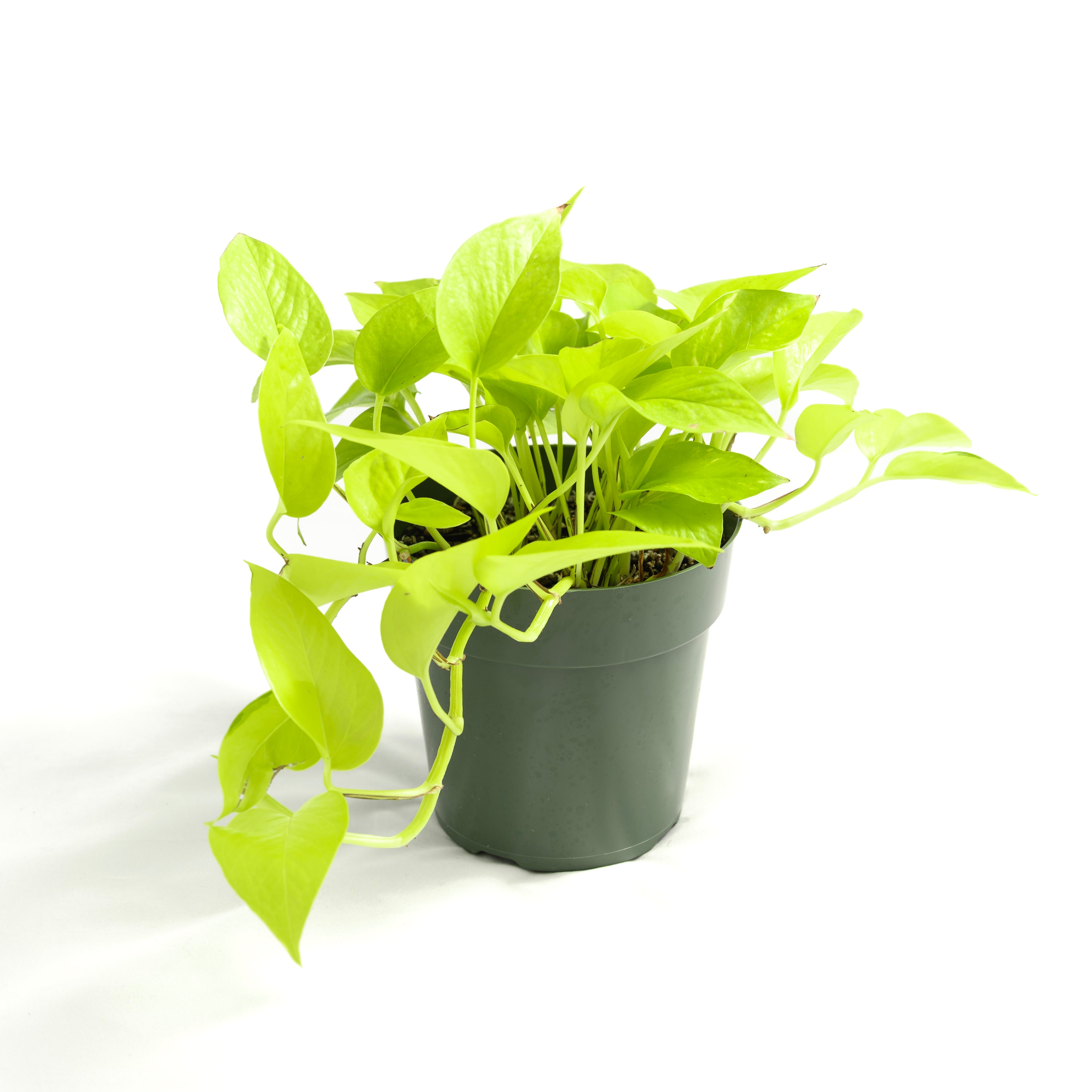 Epipremnum aureum 'Neon'