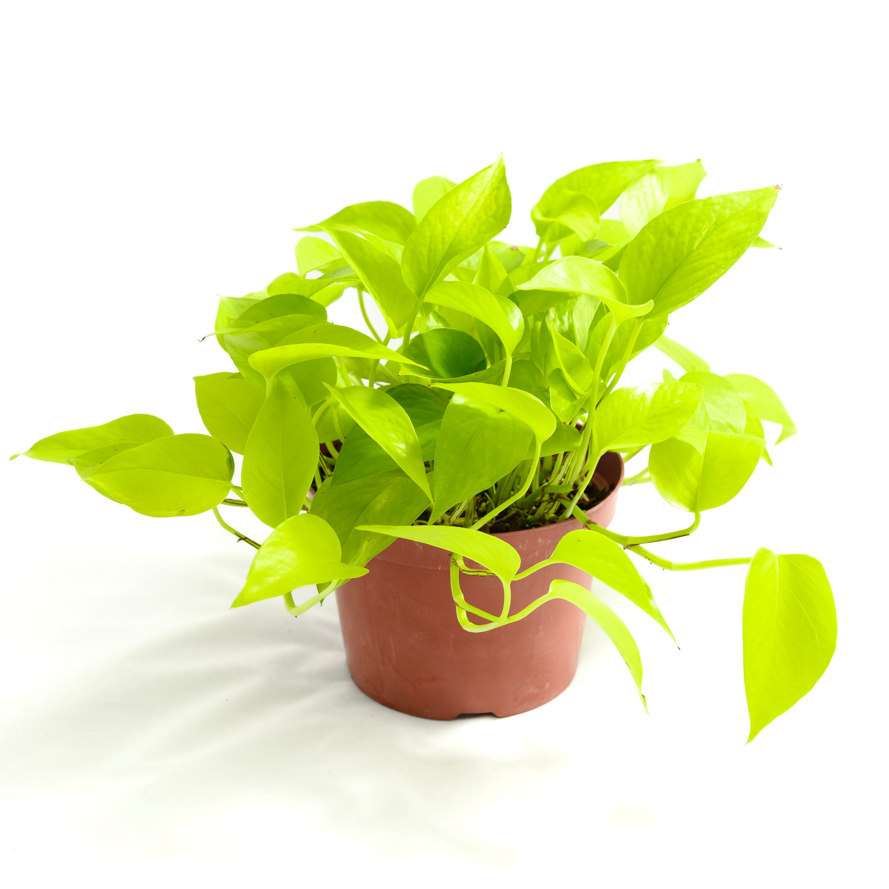 Epipremnum aureum 'Neon'