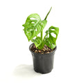 Monstera adansonii