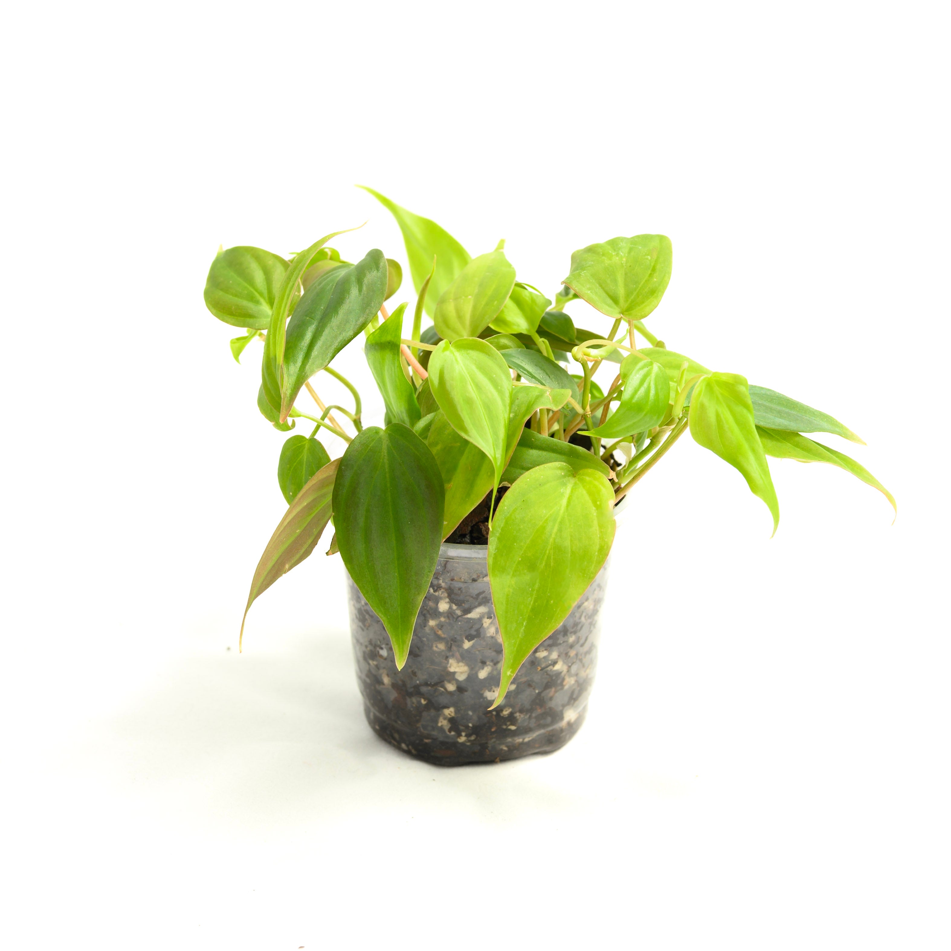 Philodendron hederaceum 'Micans'