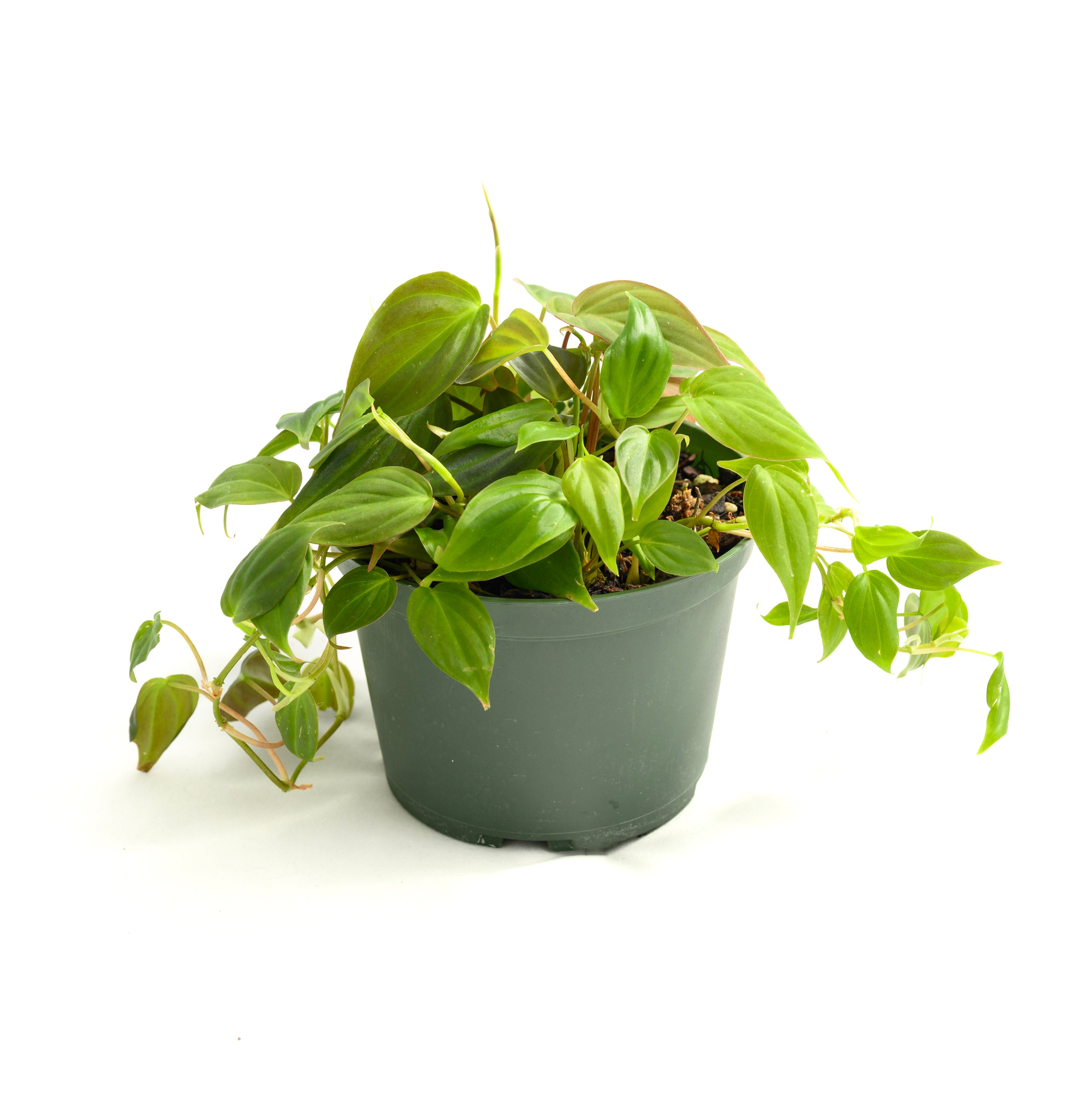 Philodendron hederaceum 'Micans'